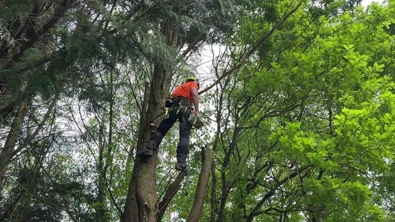 Trusted West Wyoming, PA Tree Removal Experts